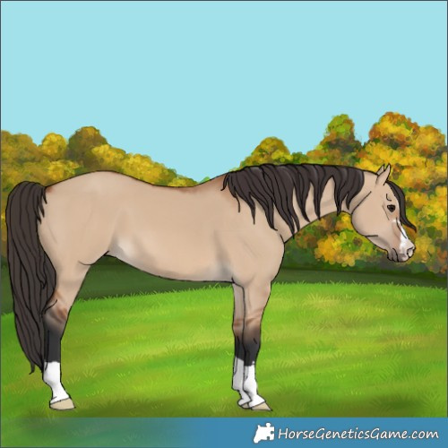 Horse Color:Bay Dun