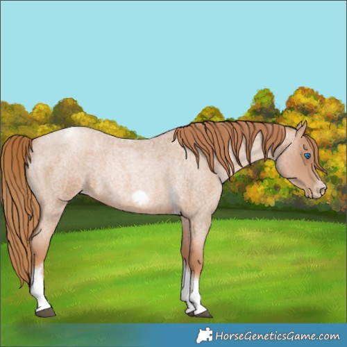 Horse Color:Red Roan Pearl Tobiano Frame