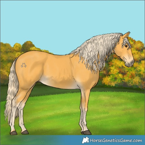 Horse Color:Palomino 