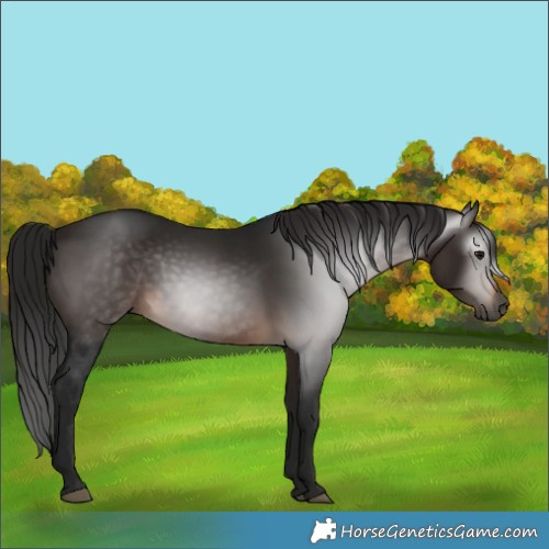 Horse Color:Gray White Spotted Bay