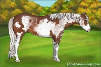 Horse Color:White Spotted Silver Bay Splash Frame