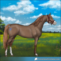 Horse Color:Liver Red Dun Sabino Rabicano 