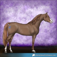 Horse Color:Liver Red Dun Sabino Rabicano