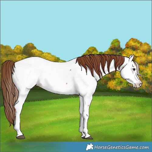 Horse Color:Chestnut Tobiano Near Fewspot 