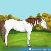 Horse Color:Chestnut Tobiano Near Fewspot 