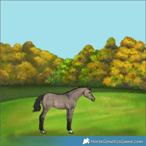 Horse Color:Bay Dun 