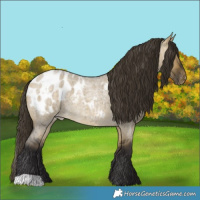 Horse Color:Buckskin Roan Dun Appaloosa 