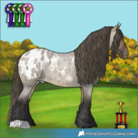Horse Color:Buckskin Roan Dun Appaloosa