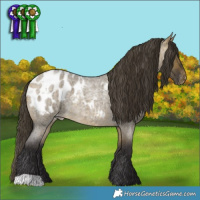 Horse Color:Buckskin Roan Dun Appaloosa 