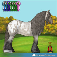 Horse Color:Buckskin Roan Dun Appaloosa 
