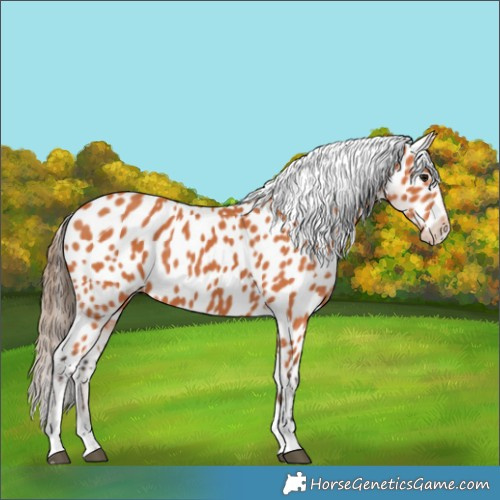 Horse Color:Bay Near Leopard 