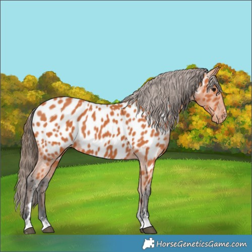 Horse Color:Bay Appaloosa 