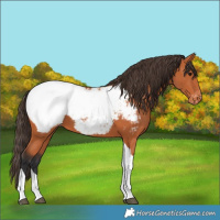 Horse Color:Bay Tobiano Appaloosa 