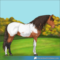 Horse Color:Bay Tobiano Snowcap 
