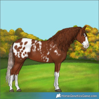 Horse Color:Chestnut Splash Appaloosa