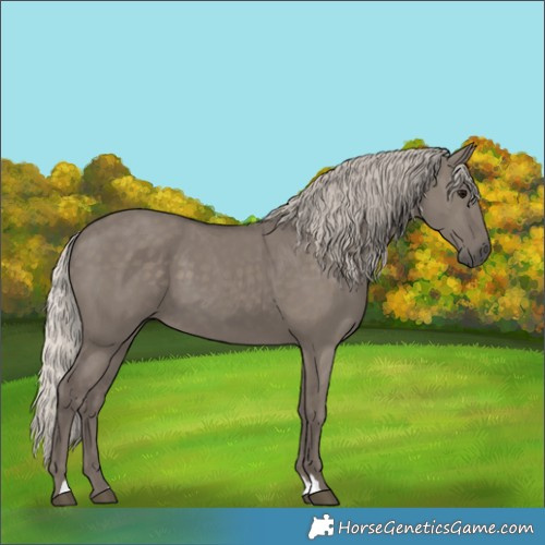Horse Color:Silver Grullo 
