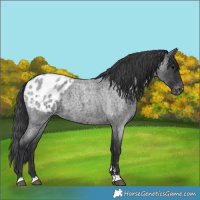 Horse Color:Blue Roan Appaloosa