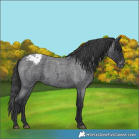 Horse Color:Blue Roan Appaloosa