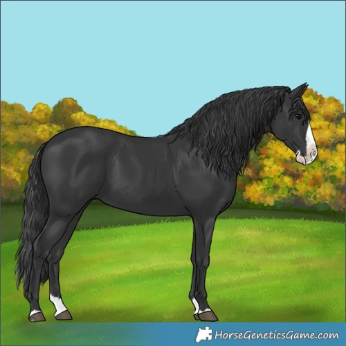 Horse Color:Black Splash