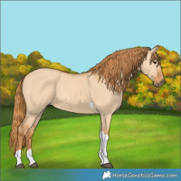Horse Color:Red Dun Tobiano 