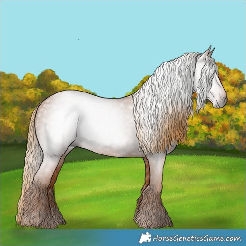 Horse Color:Gray Chestnut 