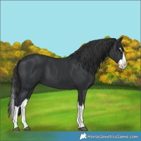 Horse Color:Black Splash
