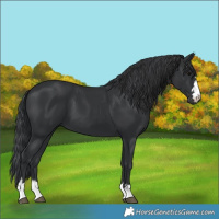 Horse Color:Black 