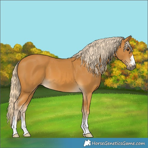 Horse Color:Palomino 