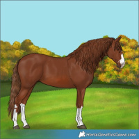 Horse Color:Chestnut 