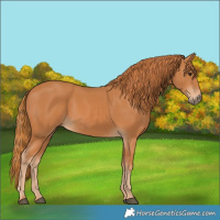 Horse Color:Chestnut 