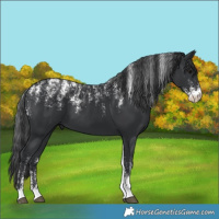 Horse Color:Powder White Black
