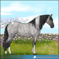 Horse Color:Grullo Roan Tobiano