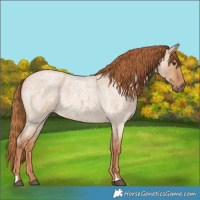 Horse Color:Red Dun Roan 