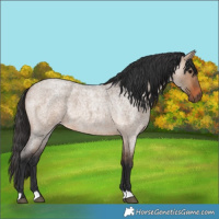 Horse Color:Brown Roan Dun 