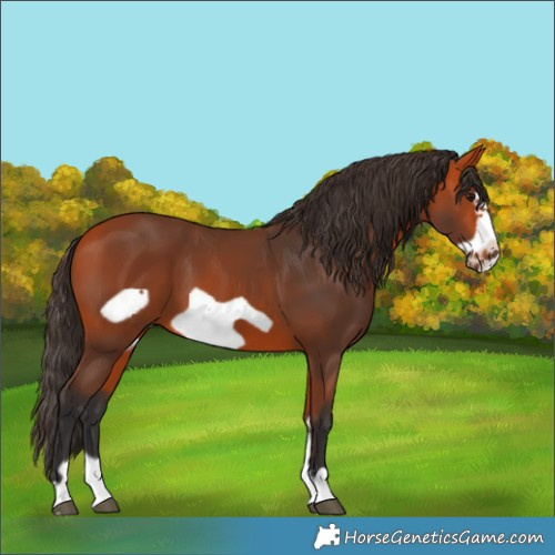 Horse Color:Bay Frame 
