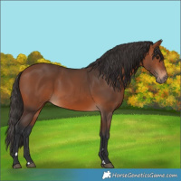 Horse Color:Bay 