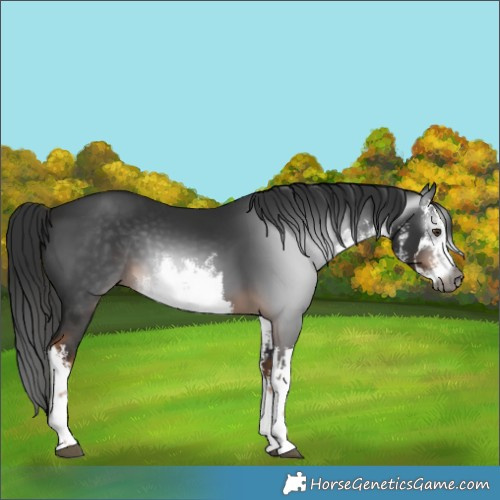Horse Color:Gray White Spotted Liver Chestnut