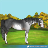 Horse Color:Gray White Spotted Liver Chestnut 