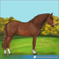 Horse Color:Chestnut 