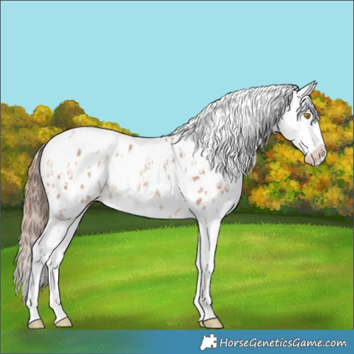 Horse Color:Amber Champagne Sabino Tobiano Appaloosa  and Amber Champagne Sabino Tobiano Frame Appaloosa 