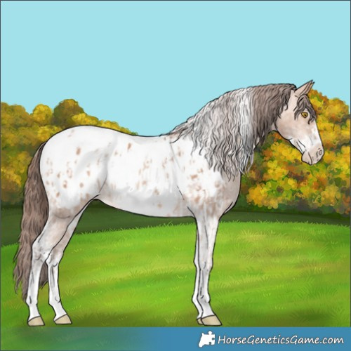 Horse Color:Amber Champagne Sabino Tobiano Appaloosa  and Amber Champagne Sabino Tobiano Frame Appaloosa 