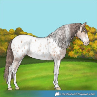 Horse Color:Amber Champagne Sabino Tobiano Appaloosa and Amber Champagne Sabino Tobiano Frame Appaloosa