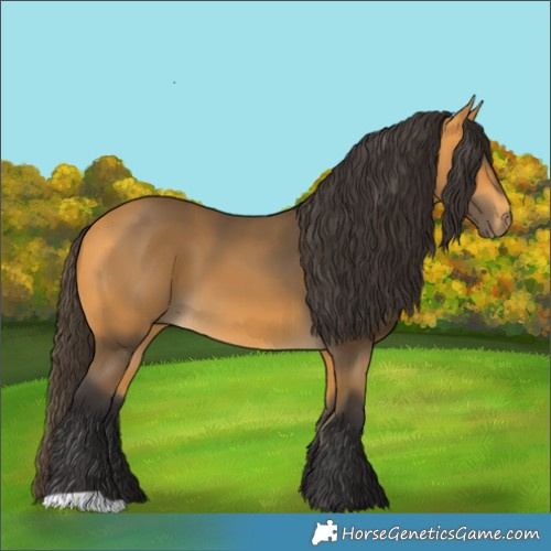 Horse Color:Buckskin 