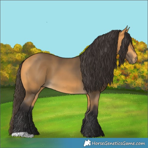 Horse Color:Buckskin