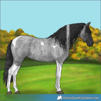 Horse Color:Blue Roan Tobiano