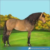 Horse Color:Buckskin 
