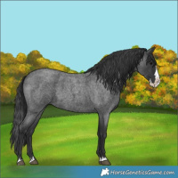 Horse Color:Blue Roan Splash