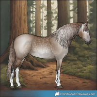 Horse Color:Gray White Spotted Liver Red Dun
