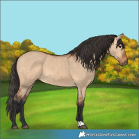 Horse Color:Bay Dun 