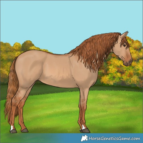 Horse Color:Red Dun